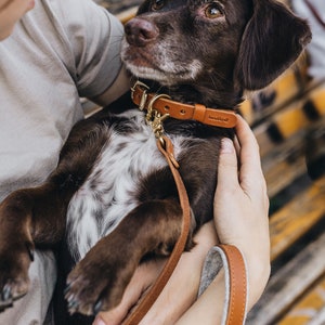 Yellow Collar for Tiny Canines: Vegetable Tanned Leather, Ultra-Light Hardware, Custom Brass Tag FIR Air Sunbeam image 5