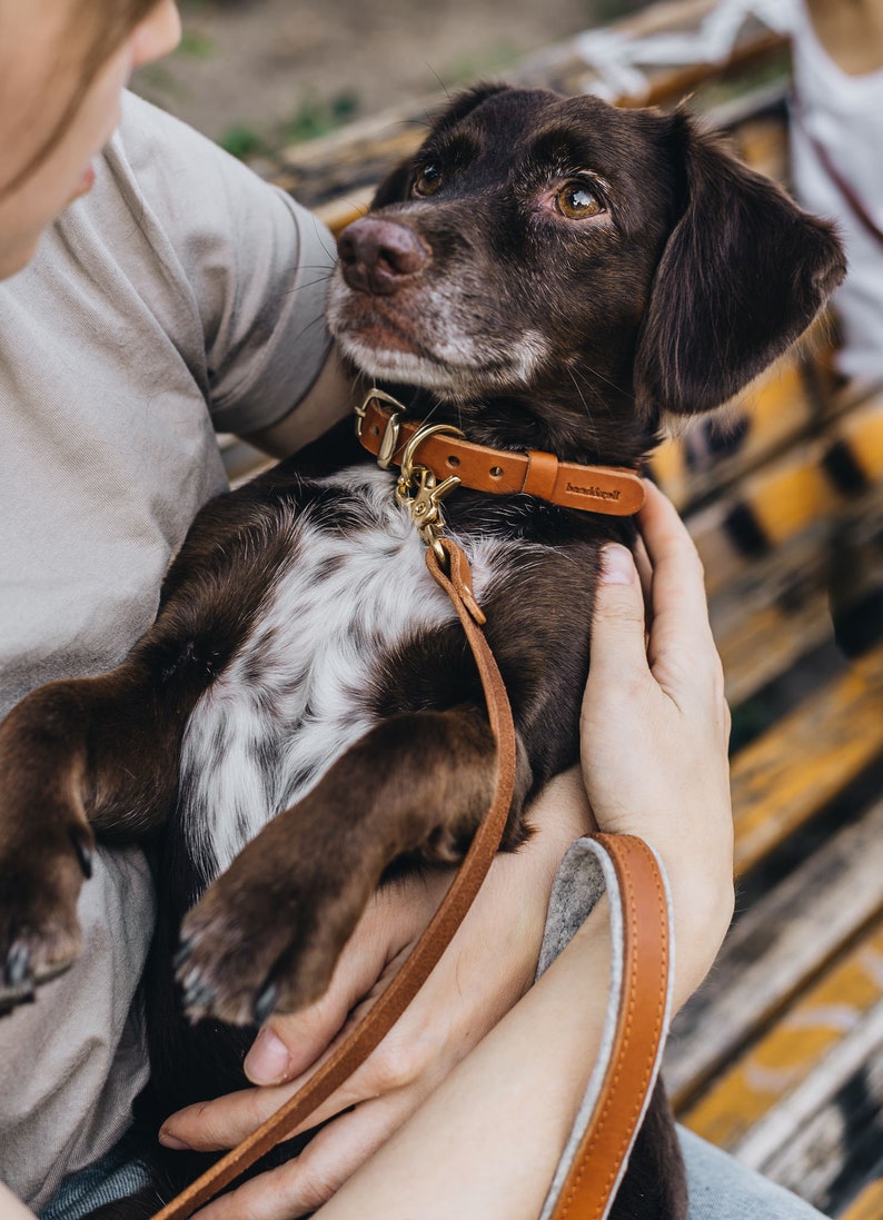 Yellow Collar for Tiny Canines: Vegetable Tanned Leather, Ultra-Light Hardware, Custom Brass Tag FIR Air Sunbeam image 5