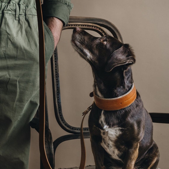 Wide Leather Dog Collar: Wool-Felt Padding, Whippet, Greyhound "PINE"