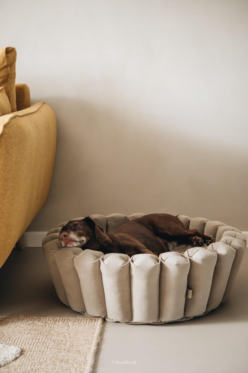 Pu&ograve; includere: Un cane marrone sta dormendo in un letto per cani rotondo beige imbottito con un bordo arricciato. Il letto &egrave; su un pavimento marrone chiaro.