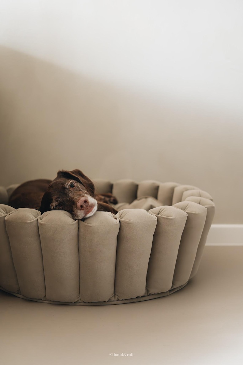 Pu&ograve; includere: Un cane marrone giace in un letto rotondo per cani beige chiaro con un design trapuntato. Il letto per cani &egrave; realizzato in tessuto morbido e ha un interno comodo e imbottito.
