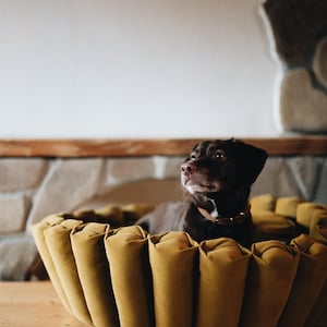 Pu&ograve; includere: Un cane marrone seduto su un letto per cani color giallo senape con un design arrotondato e scanalato. Il letto &egrave; fatto di tessuto e ha una texture morbida e soffice.