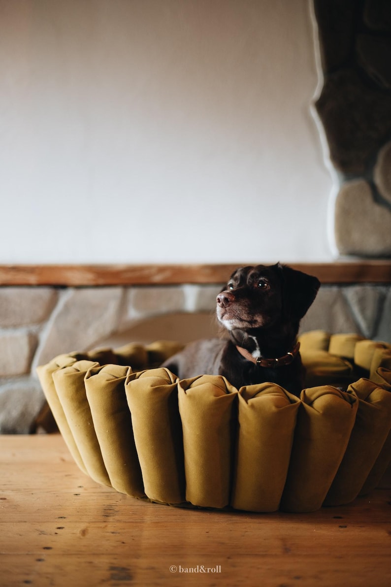 Pu&ograve; includere: Un cane marrone seduto su un letto per cani color giallo senape con un design arrotondato e scanalato. Il letto &egrave; fatto di tessuto e ha una texture morbida e soffice.