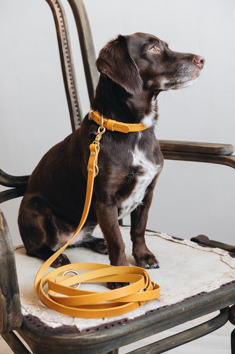 Yellow Collar for Tiny Canines: Vegetable Tanned Leather, Ultra-Light Hardware, Custom Brass Tag FIR Air Sunbeam image 3