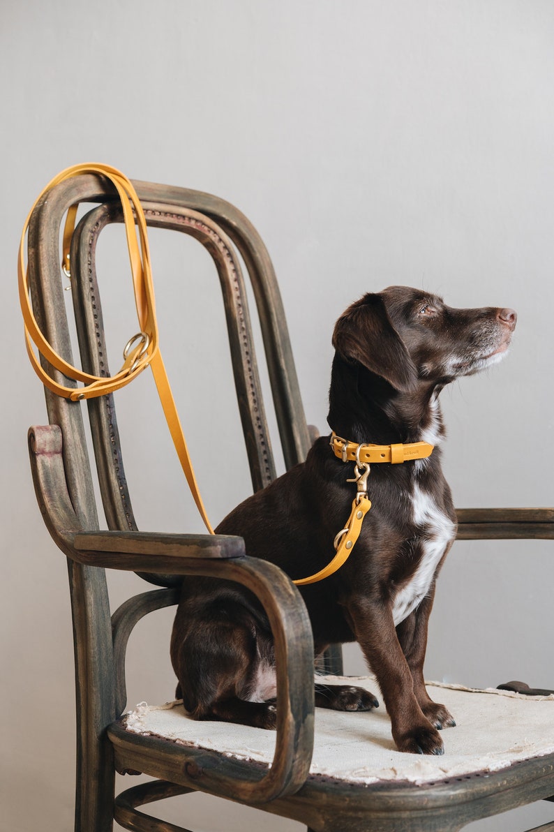 Yellow Collar for Tiny Canines: Vegetable Tanned Leather, Ultra-Light Hardware, Custom Brass Tag FIR Air Sunbeam image 7