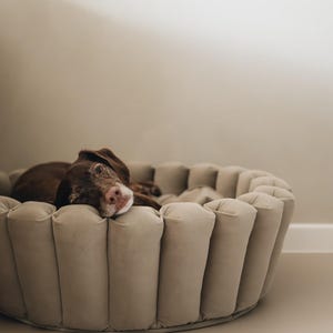 Puede incluir: Un perro marr&oacute;n yace en una cama redonda para perros de color marr&oacute;n claro con un dise&ntilde;o &uacute;nico. La cama est&aacute; hecha de un material suave y mullido y tiene un borde elevado para mayor comodidad.