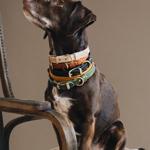 Yellow Collar for Tiny Canines: Vegetable Tanned Leather, Ultra-Light Hardware, Custom Brass Tag FIR Air Sunbeam image 2