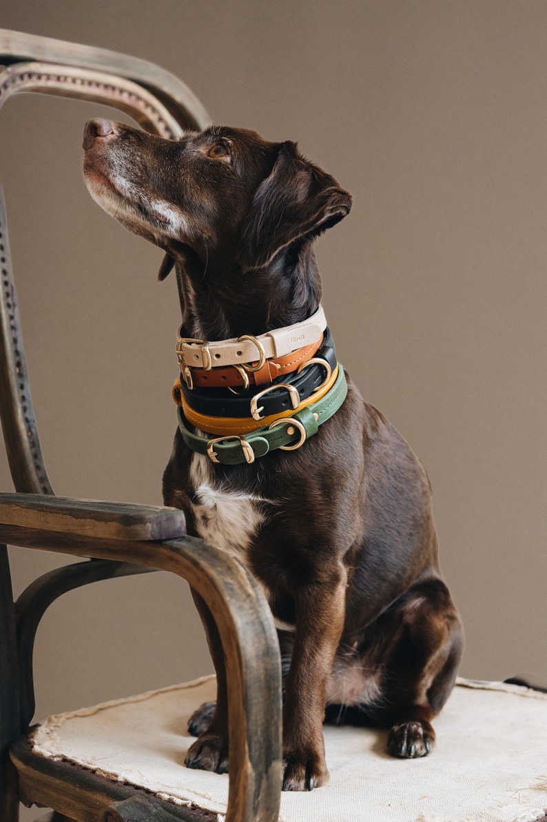 Yellow Collar for Tiny Canines: Vegetable Tanned Leather, Ultra-Light Hardware, Custom Brass Tag FIR Air Sunbeam image 2