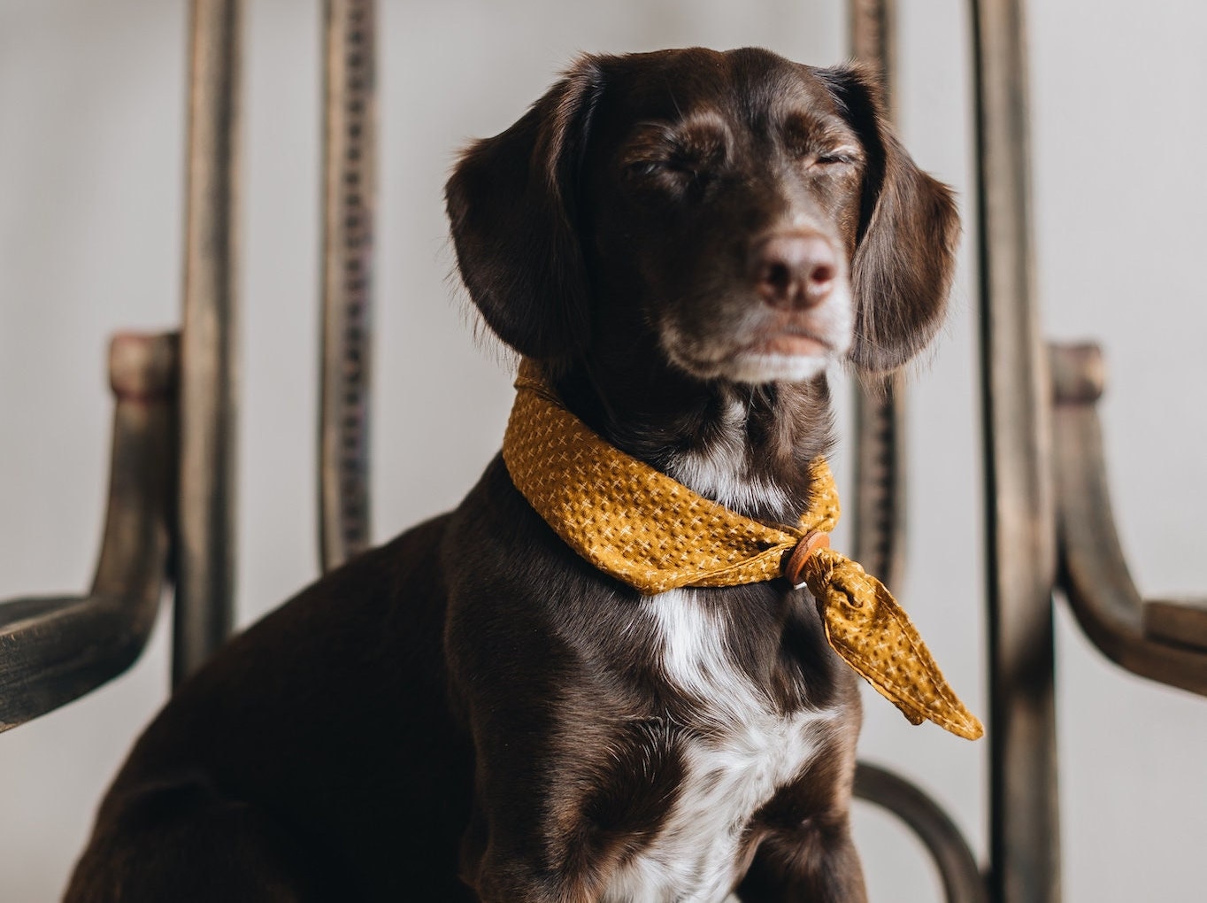 Reflective Dog Collar - Bandana Boujee - Pink