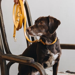 Yellow Collar for Tiny Canines: Vegetable Tanned Leather, Ultra-Light Hardware, Custom Brass Tag FIR Air Sunbeam image 4