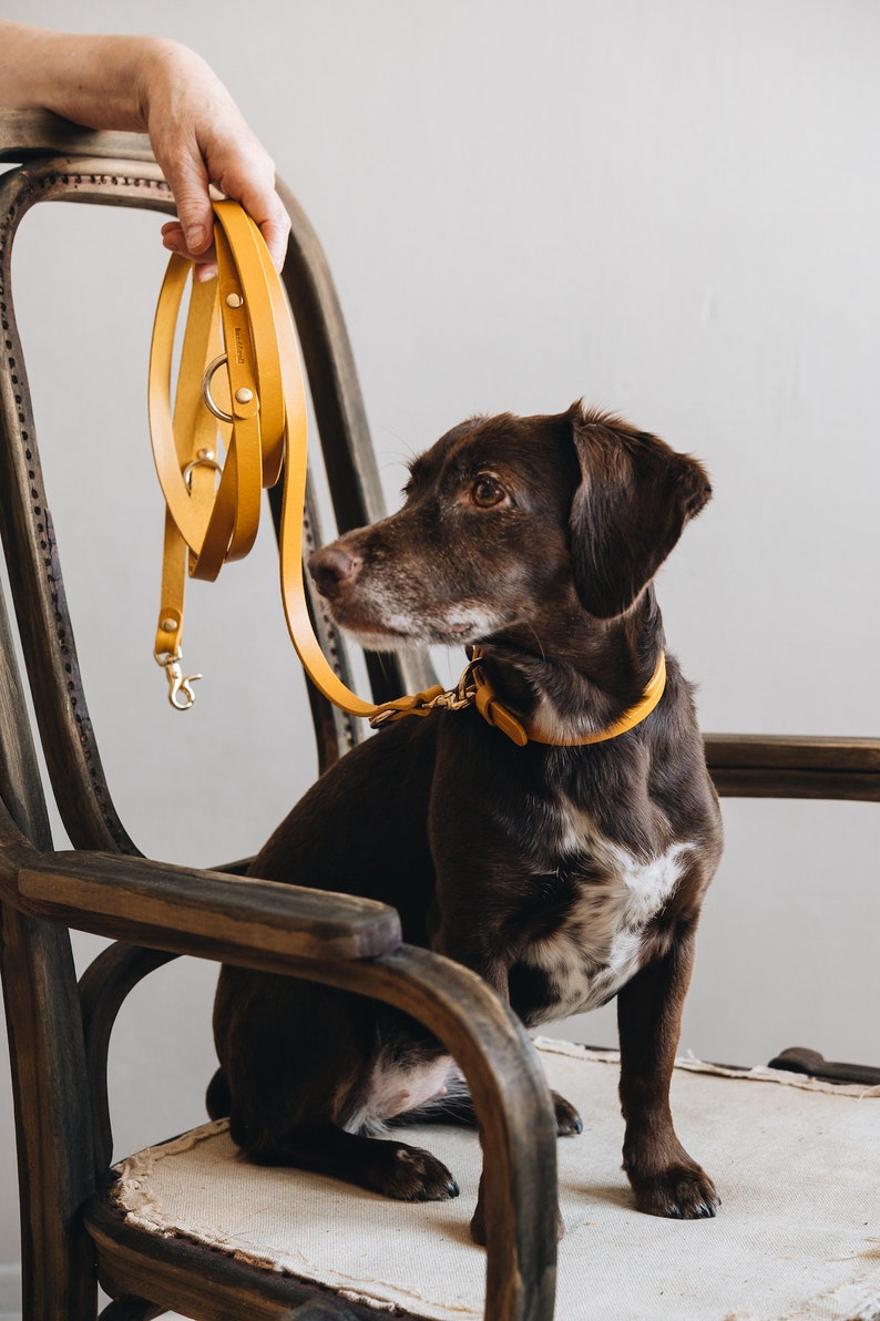 Yellow Collar for Tiny Canines: Vegetable Tanned Leather, Ultra-Light Hardware, Custom Brass Tag FIR Air Sunbeam image 4