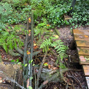May include: A natural outdoor scene featuring a weathered wooden structure with water flowing over it. Lush green ferns and other foliage surround the structure, creating a vibrant, natural environment. The scene evokes a sense of tranquility and the beauty of nature.