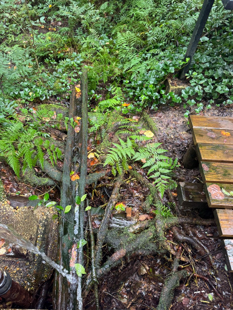 May include: A natural outdoor scene featuring a weathered wooden structure with water flowing over it. Lush green ferns and other foliage surround the structure, creating a vibrant, natural environment. The scene evokes a sense of tranquility and the beauty of nature.