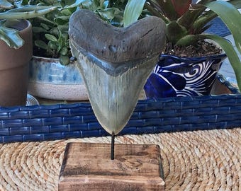 5.63" megalodon shark tooth fossil