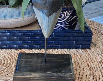 3.94" Authentic megalodon shark tooth fossil