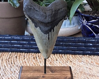 5.2" megalodon shark tooth fossil