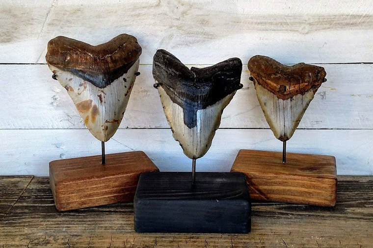 Megalodon shark tooth custom stand hand made to fit your tooth.