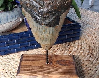 5.17" megalodon shark tooth fossil