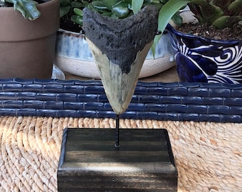 A Massive 4.50" megalodon shark tooth fossil