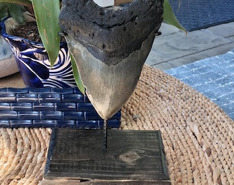 5.13" megalodon shark tooth fossil