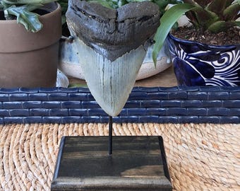 A Massive 5.15 megalodon shark tooth fossil