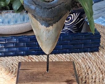 4.55 inch megalodon shark tooth fossil