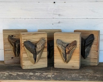 Megalodon Tooth &quot;Mega Block&quot;