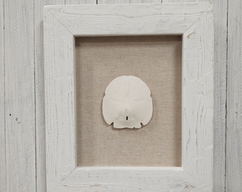 Large 5" Sand Dollar with upholstered back box frame