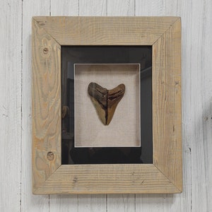 Authentic megalodon shark teeth shards beautifully matched and framed.