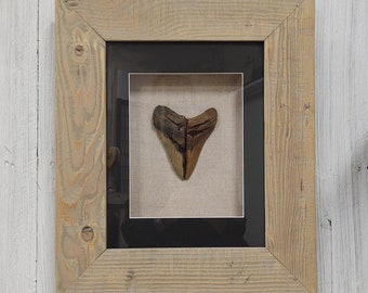 Authentic megalodon shark teeth shards beautifully matched and framed.