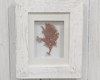 Sea fan mounted in hand made box frames with mat