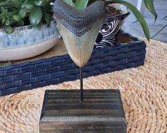 A Massive 3.91" megalodon shark tooth fossil