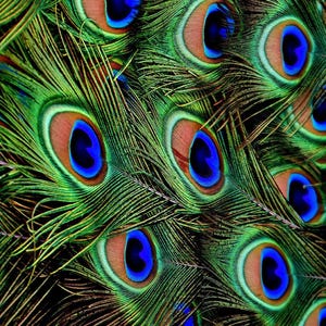 May include: Close-up of a peacock's tail feathers, showing the intricate patterns of blue, green, and brown. The feathers are arranged in a fan shape, with the eye-like markings at the center of each feather.