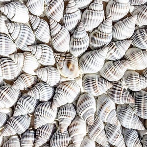 May include: A close-up image of a collection of white and gray seashells. The shells are arranged in a pattern and have a spiral shape.