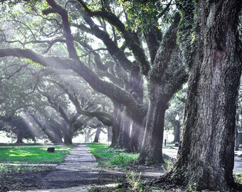 Pathway Of Light