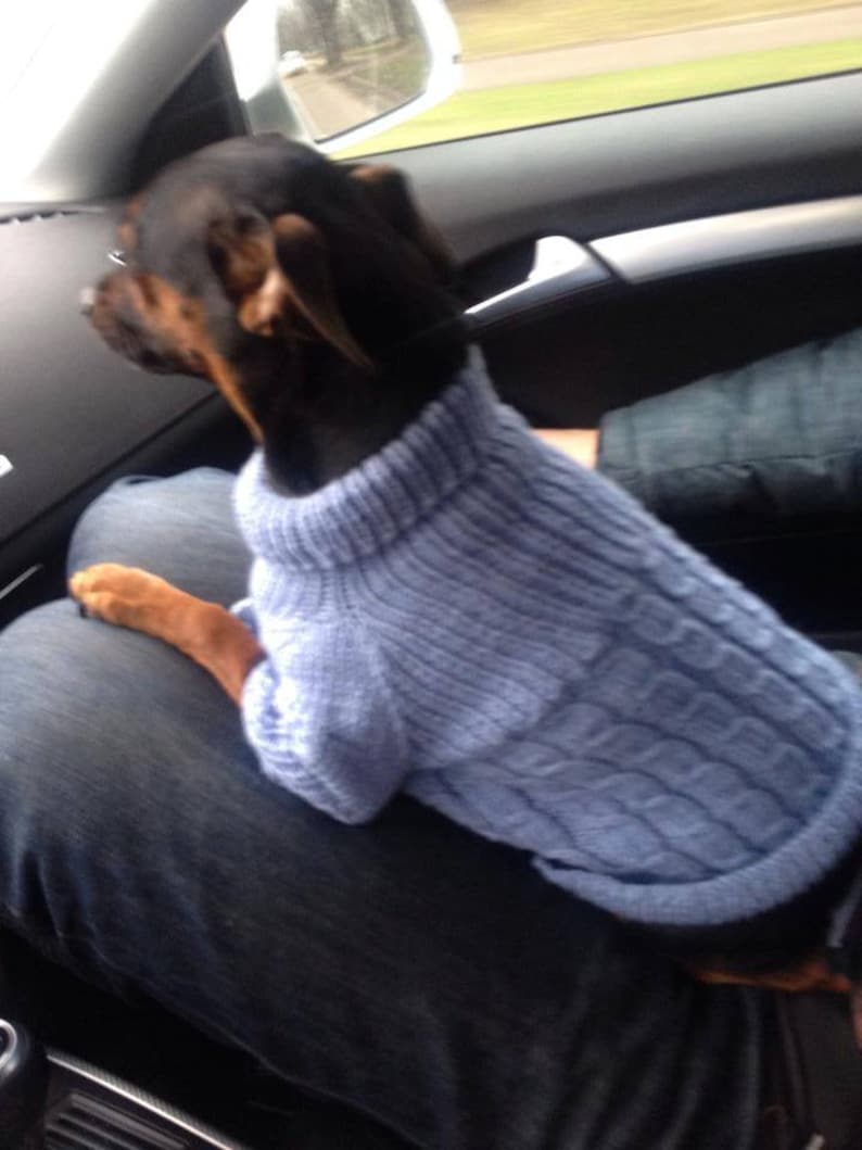 May include: A small black and brown dog wearing a light blue knitted sweater sits on a person's lap in a car.