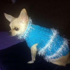 Chihuahua Hundepullover. Blauer Hundepullover