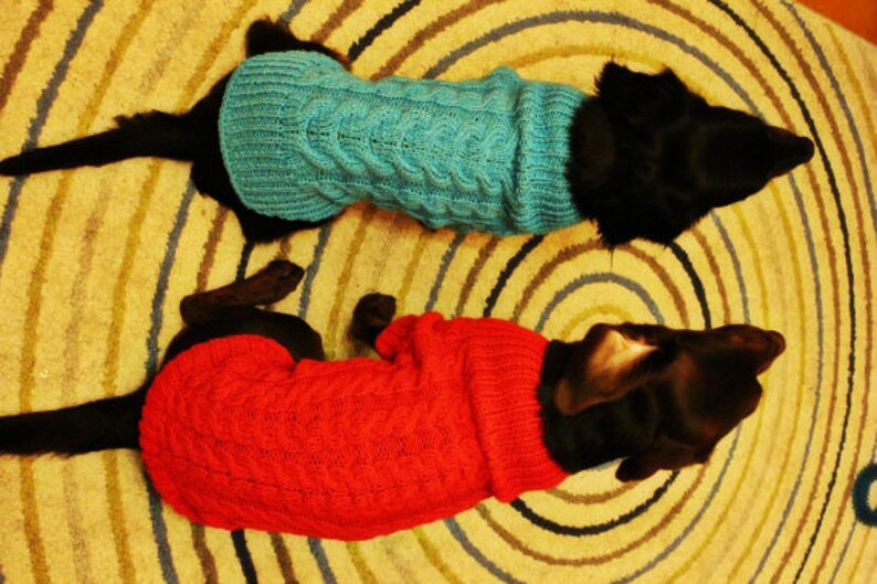 Op de afbeelding: Twee honden dragen gebreide truien. De ene hond draagt een blauwe trui en de andere een rode trui.