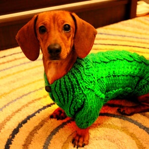 Op de afbeelding: Een bruine en tan dachshund met een groene gebreide trui. De hond zit op een veelkleurig tapijt.