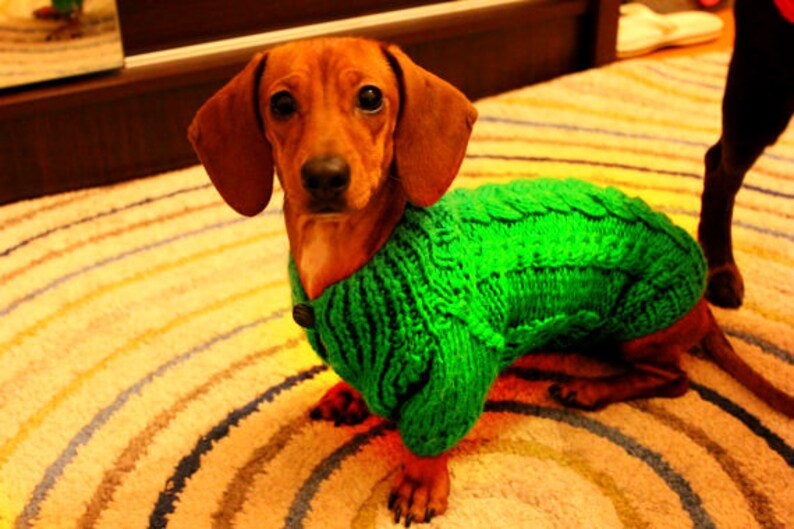 Op de afbeelding: Een bruine en tan dachshund met een groene gebreide trui. De hond zit op een veelkleurig tapijt.
