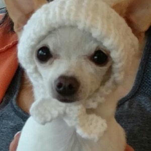 May include: A small white chihuahua wearing a white knitted hat with a pom-pom on top. The hat has a white knitted scarf attached.