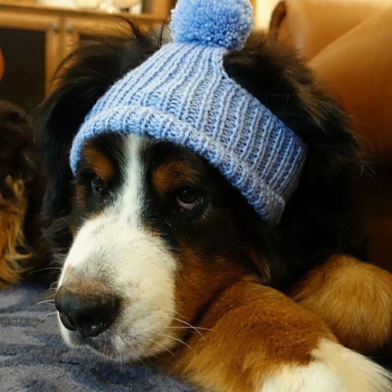 Dog hat.Pet hats.Hat for dog. Hats for pets. image 4