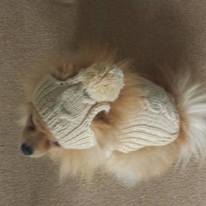 May include: A small, light brown dog wearing a white knitted sweater and hat with a pom-pom.