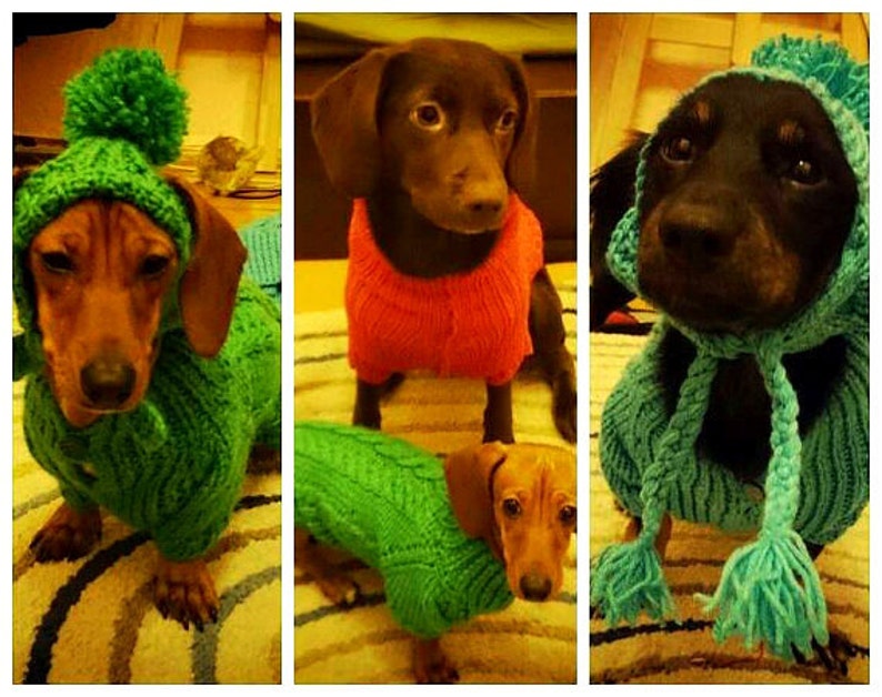 Op de afbeelding: Drie teckels die gebreide truien en mutsen dragen. De honden zijn bruin, zwart en bruin-wit. De truien zijn groen, rood en blauw.