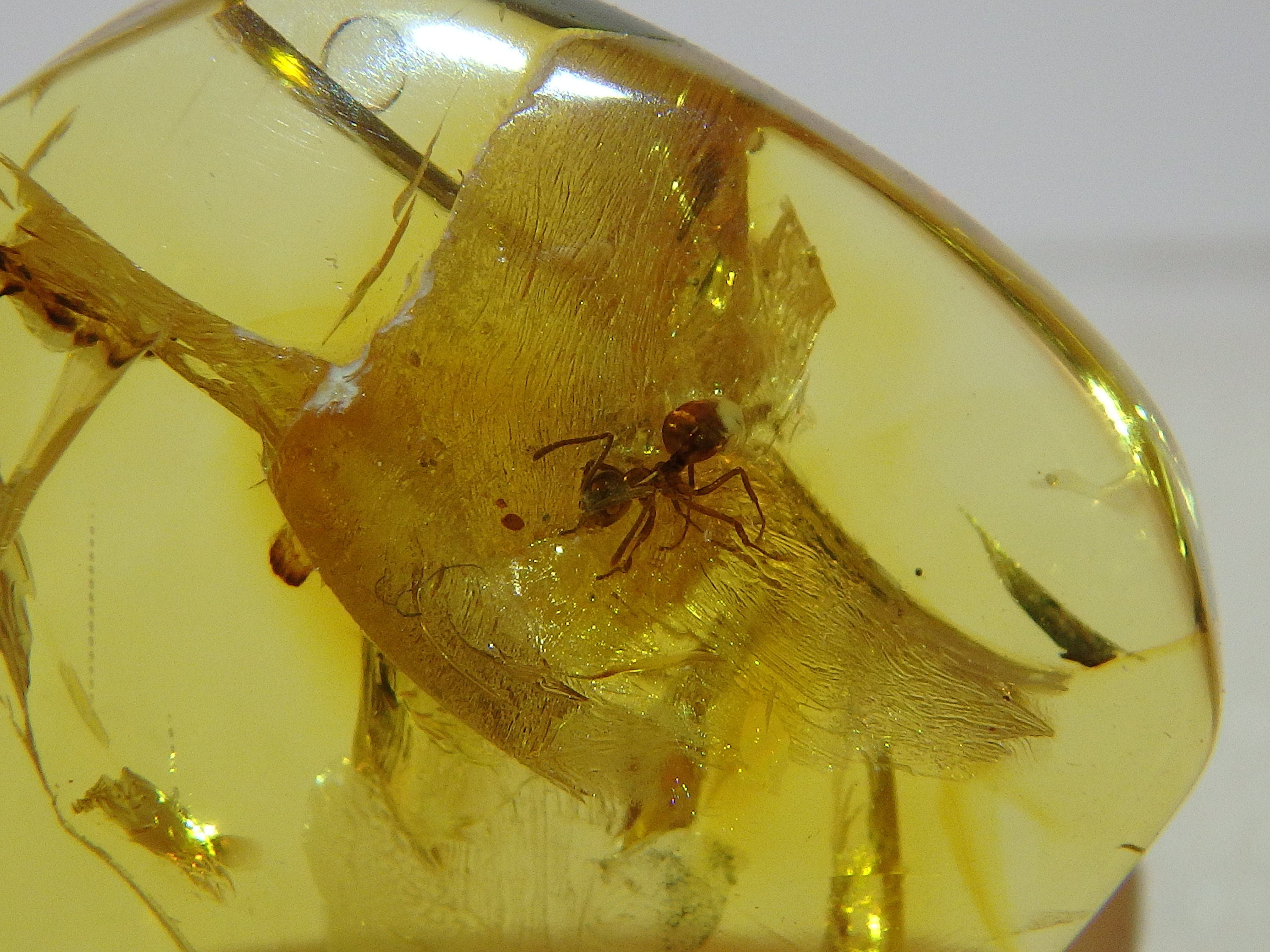 Baltic Amber Inclusion 7887 Nice Ant. Lasius or Prenolepis. Hymenoptera ...