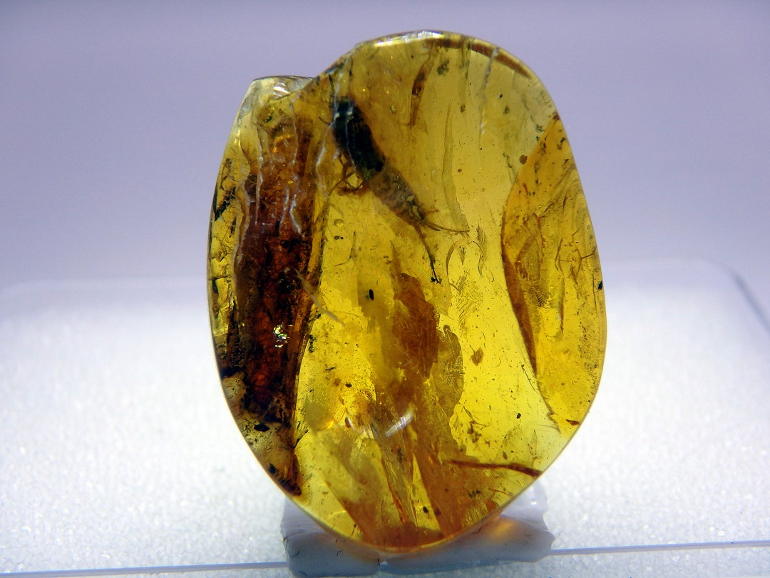 Baltic Amber Inclusion #3 Packet of 10 X Amber With Different Insects ...
