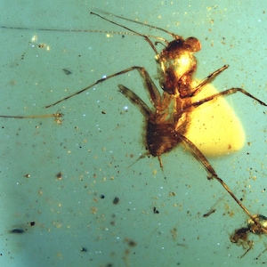 Burmitbärnstensinklusion 6905 Bönsyrsnymf (?) Sällsynt exemplar. Kritatiden! Fossil insekt Äkta naturlig burmitbärnsten, entomologi