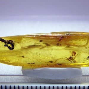 Baltisk bärnstensinkludering 9600 Sällsynt koprolit + mer inuti. Bra för smycken, utställningar. Display. Fossil insekt. Paleoentomologi. ÄDELSTEN