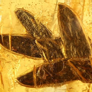 Może przedstawiać: Zfossilizowany owad zachowany w bursztynie. Owad ma ciemnobrązowe skrzydła i jest widoczny w przezroczystym, żółtym bursztynie.