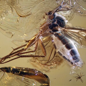 Può includere: Un insetto fossilizzato conservato nell'ambra. L'insetto ha lunghe zampe e ali, e il suo corpo è visibile attraverso l'ambra translucida.